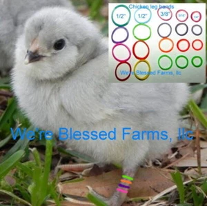 We're Blessed Farms BANDAS PARA PIERNAS DE POLLO pollito multicolor ELÁSTICAS - Imagen 1 de 7