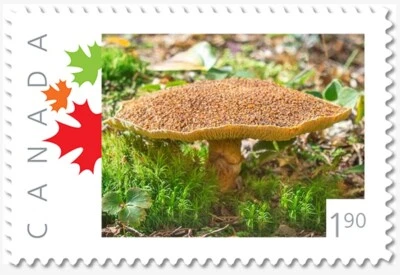 1.90 rate = BROWN MUSHROOM = Picture Postage Canada 2019 p19-11-s02 - Image 1 of 2
