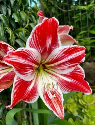 AMARYLLIS "Vondel Park" - Pianta/bulbo Con Foglie- Colore Raro Come In Foto! - Immagine 1 di 4