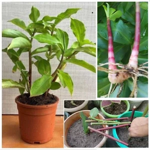 3 INSULIN PLANT Rhizome costus speciosus Spiral Igneous Medical Plant Diabetic - Picture 1 of 16