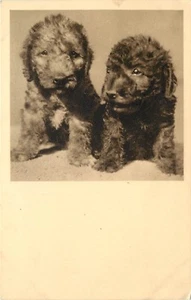 Vintage Lithographie Hunde Postkarte; lockiges Fell Welpen Pudel Typ Österreich unbespielt - Bild 1 von 2