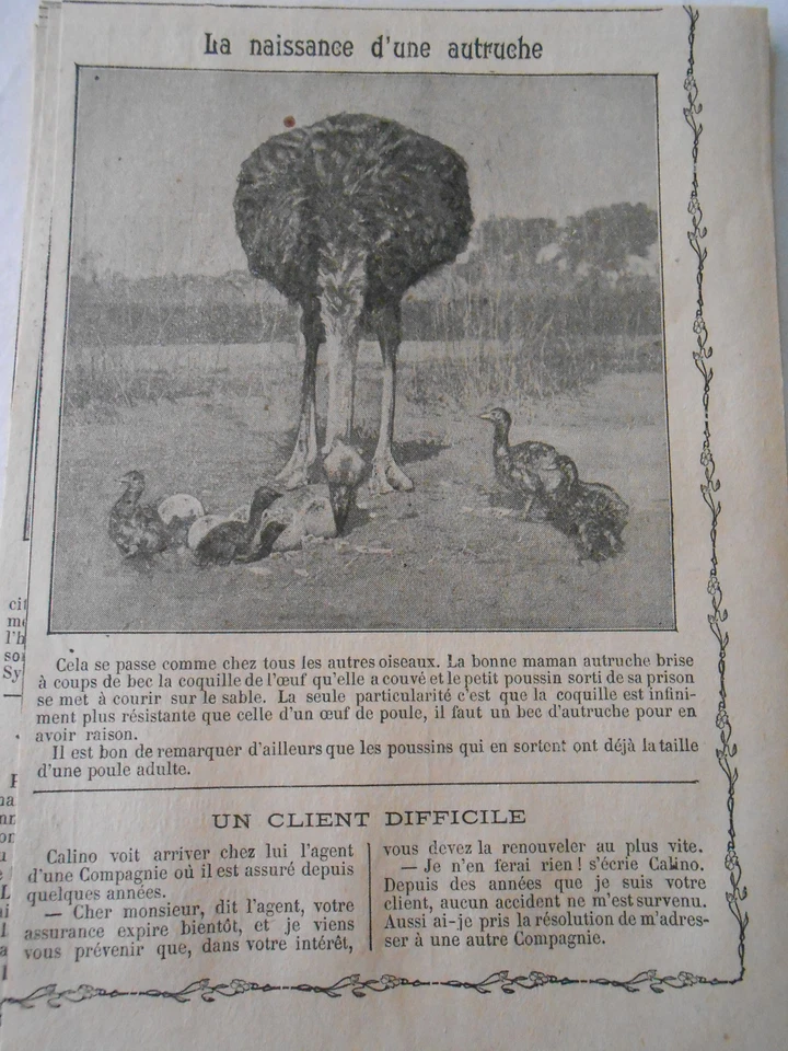 La Naissance d'une Autruche Image Print 1909 - Photo 1/1
