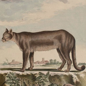 Le Couguar Puma Naturgeschichte Enzyklopädie Orig color Kupferstich Ende 18 Jhd - Bild 1 von 4