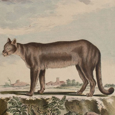 Le Couguar Puma Naturgeschichte Enzyklopädie Orig color Kupferstich Ende 18 Jhd - Bild 1 von 4