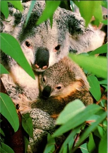 Postcard Koala Baby San Diego Zoo California Phascolarctos cinereus - Picture 1 of 2