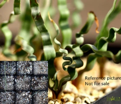 Plant -one- Trachyandra tortilis（summer dormancy，no leaves ！） - Image 1 of 4