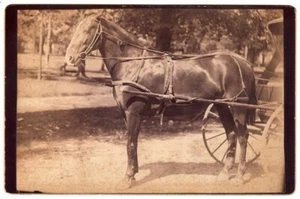 KABINETTFOTO PFERD THOMAS INDIANAPOLIS INDIANA - Bild 1 von 2