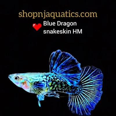 Dragón Azul Adultos - 1 Trío - 1M/2F - Vendedor de Estados Unidos Foto 1 de 4