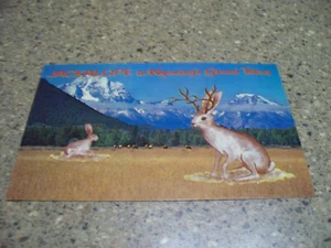 JACKALOPE 1960 en GRAND TETONS, POSTAL DE COLECCIÓN WYOMING - CÓMIC TAXIDERMIA CONEJO - Imagen 1 de 1