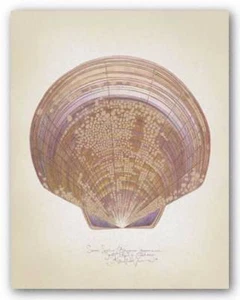 Untertasse Jakobsmuschel Richard van Genderen Kunstdruck 14x11 - Bild 1 von 1