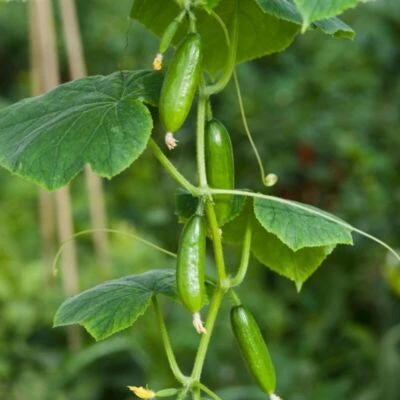 Cucumber Mini Munch F1 - 5 Seeds - Image 1 of 4