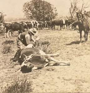 CL Wasson AZ Cowboy Horse Lassoed Cow Thrown c1910 International Stereograph SB3 - Picture 1 of 5