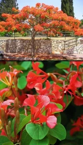 ROTER ORCHIDEENBAUM - BAUHINIA GALPINII, 10 Samen - Bild 1 von 1
