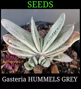 Gasteria HUMMELS GREY/SILVER x Seeds VARIEGATED HYBRID SUCCULENT CACTUS CACTI - Picture 1 of 4