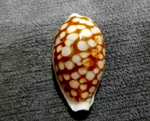 Cypraea cribraria 36,5 mm F+++/GEM " insolito modello BIG DARK WOW!!! - Foto 1 di 7