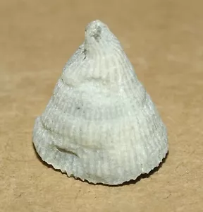Rhizophyllum sp.- very nice Silurian fossil rugose coral, Gotland, Sweden - Picture 1 of 12