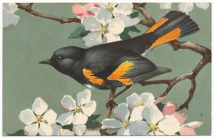 Redstart - National Wildlife Federation Postcard 1959 - Picture 1 of 2