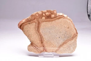 ONCOLYTIC STROMATOLITE, Tertiary, Australia S992 - Foto 1 di 4