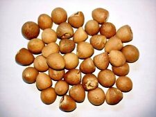100% organic new fresh areca nut areca catechu betel nut