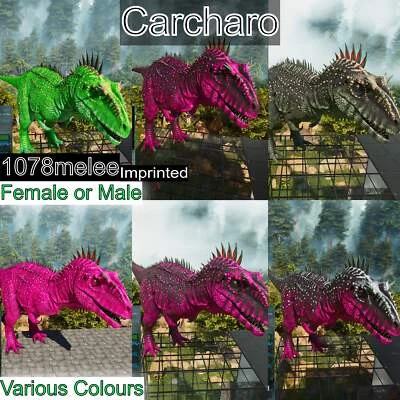 MY ARK ASCENDED Ark Survival Ascended Pve Carcha / Carcharo / 1078m imprinted