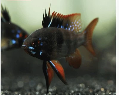 2-Pack Black German Ram Cichlids – Live Rare Dwarf Freshwater Aquarium Fish - Image 1 of 4