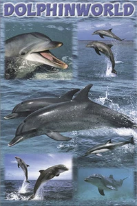 POSTER Dolphinworld - Picture 1 of 1