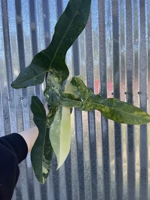 #5 Philodendron Florida Beauty Variegated x Billietiae New Hybrid Plant 4” Pot - Image 1 of 4