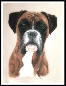 BOXER HEAD STUDY LOVELY A4 SIZE DOG ART PRINT POSTER - Picture 1 of 1