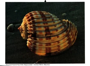 The Prized Imperial Harp Shell, Seashell Print 1981 - Bild 1 von 1