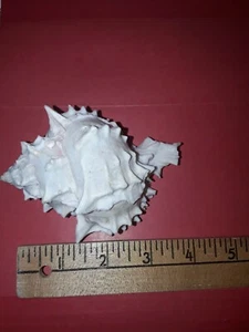 BEAUTIFUL  PINK MUREX  SEASHELL  - Picture 1 of 5