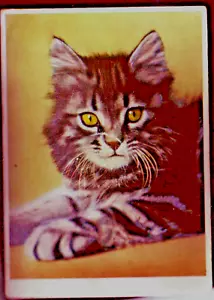 Postal CAT SQUEAKER a rayas blancas y negras - Continental de 4-1/8" por 5-3/4" - Imagen 1 de 2