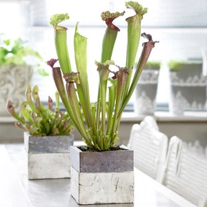 Sarracenia Smoorii - Trumpet Pitcher Plant | Colourful Indoor Fly Trap Plants - Picture 1 of 5