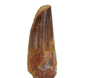 Dinosaur Tooth Spinosaurus Spinosaur Morocco (EA9980) fossil cretaceous jurassic - Picture 1 of 7
