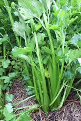 CELERY SEED, TENDERCRISP, 25+ SEEDS, HEIRLOOM, NON GMO, CELERY SEEDS - Image 1 of 4