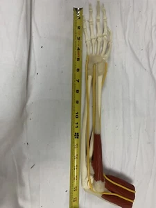 Elbow Bone Joint Muscled Anatomical Model - Picture 1 of 9