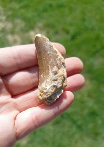 Carcharodontosaurus Dinosaur Tooth Teeth Fossil T REX #0 - Picture 1 of 8