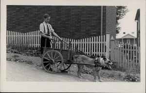 Boy Delivering Milk in Dog Cart - Found Photo 1947 - Picture 1 of 2