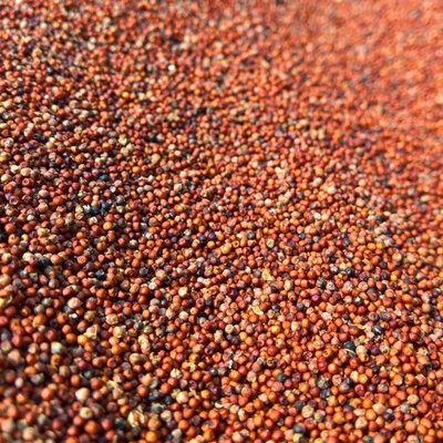 Sorghum Hirse Vogelfutter 20 kg Ergänzung Wildvögel WellensittichKanarien - Bild 1 von 3