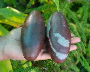 Shiva lingam sacred stone very powerful improves health narmada river india~890 - Picture 1 of 7