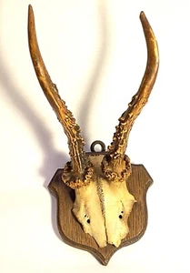 Antique Vintage Roe Deer Teeth Antler 5 Point Skull Mount Wood Plaque - Picture 1 of 5