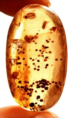 18.75 Cts. Natural Genuine Old Baltic Amber Untreated Certified Gemstone - Image 1 of 4