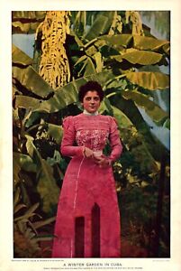 "A WINTER GARDEN IN CUBA" Antique original authentique imprimé couleur 1899