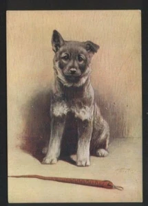 Elkhound dog   tobacco cigarette card postcard dogs 1930's #058 - Imagen 1 de 1