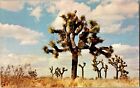 Joshua Trees on High Desert Regions CA and NV c1970s Vintage Postcard E78