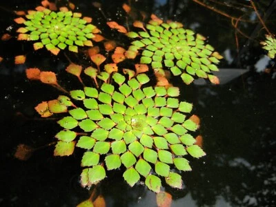 Mosaic Plant! (Ludwigia Sedioides) 1 plants- Easy Live Aquarium Pond Aquatic - Image 1 of 4
