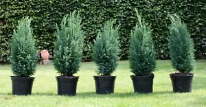 5 Stück Blaue Scheinzypresse Zypresse 'Ellwoodii' Chamaecyparis 20-30 cm im Topf - Bild 1 von 3