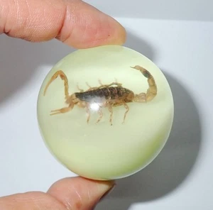 Golden Scorpion in 50 mm Sphere Resin Ball Vehicle Shift Knob Glow in the Dark - Picture 1 of 14
