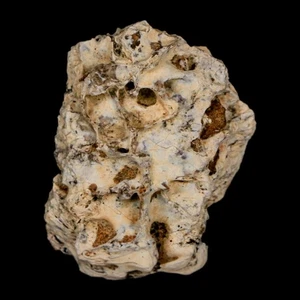 1.1" Tyrannosaurus Rex Fossil Bone Dinosaur Lance Creek Formation Wyoming COA - Picture 1 of 9