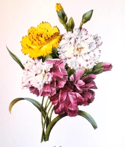 Redoute Bouquet Botanische Blumen Ösen Druck Exlibris 28 - Bild 1 von 2
