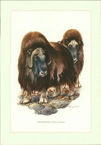 Kunstdruck - Offsetdruck. Wilhelm Eigener : MOSCHUSOCHS - Ovibos moschatus (Zimm - Picture 1 of 2